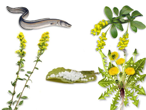 NEHLS Komplex Nr.4 Globuli für Hunde und Katzen