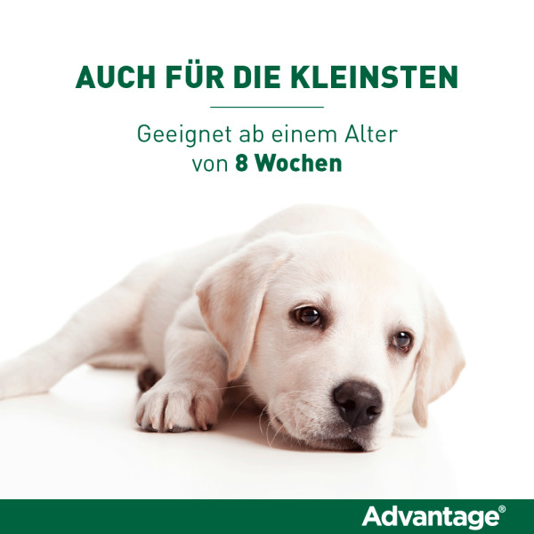 ADVANTAGE 40 Lösung f.Hunde bis 4 kg