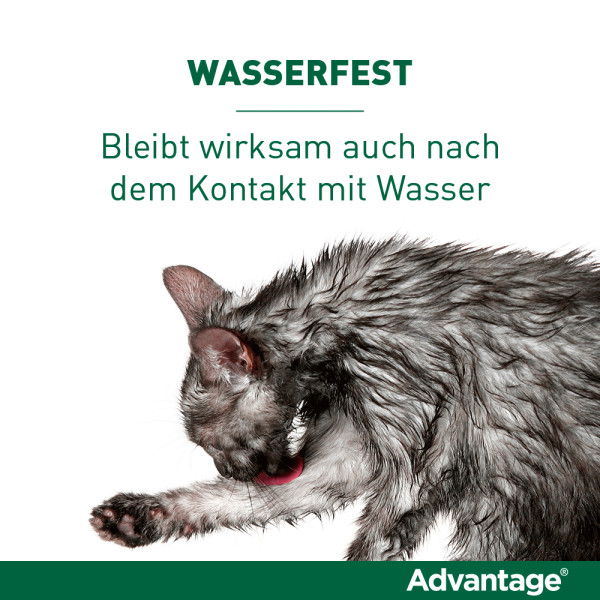 ADVANTAGE 80 mg f.gr.Katzen u.gr.Zierkaninchen